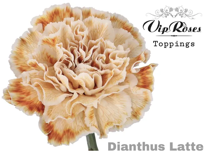 Di St Latte 60 cm