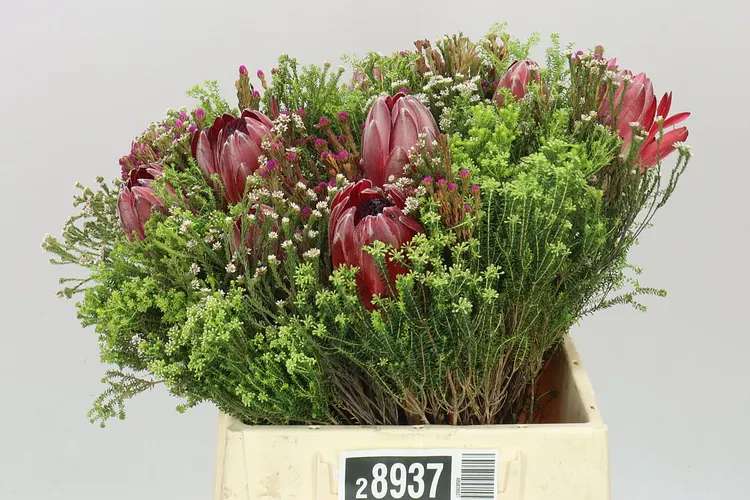 Bq Safari 3 Protea 40 cm