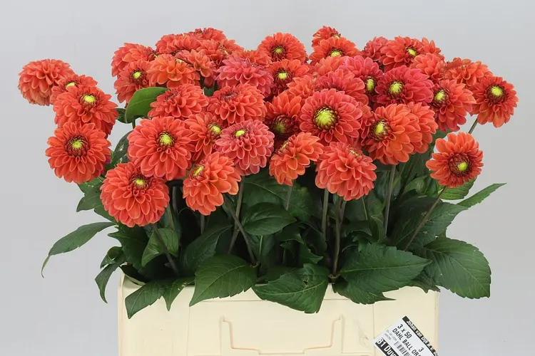 Dahlia Orange Fox Ex 60 cm