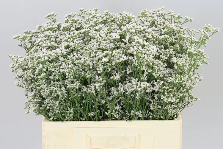 Lim. Casp White Neto 60 cm