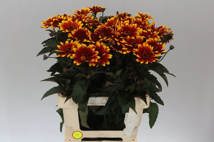 Heliopsis Spar Contrast 55 cm