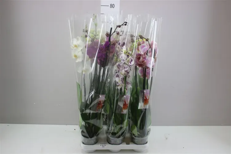 Phal Gemengd 4 Tak črepník 12 cm