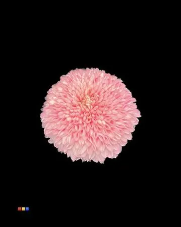Chr G Superbowl Pastel Pink 80 cm