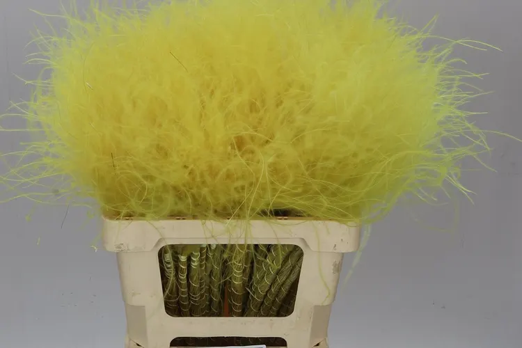 Stypha Yellow 60 cm