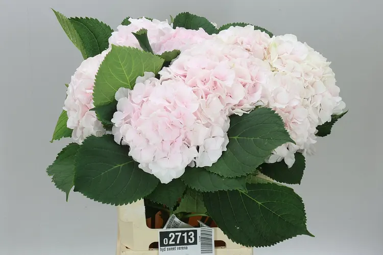 Hydrangea Sweet Verena 80 cm