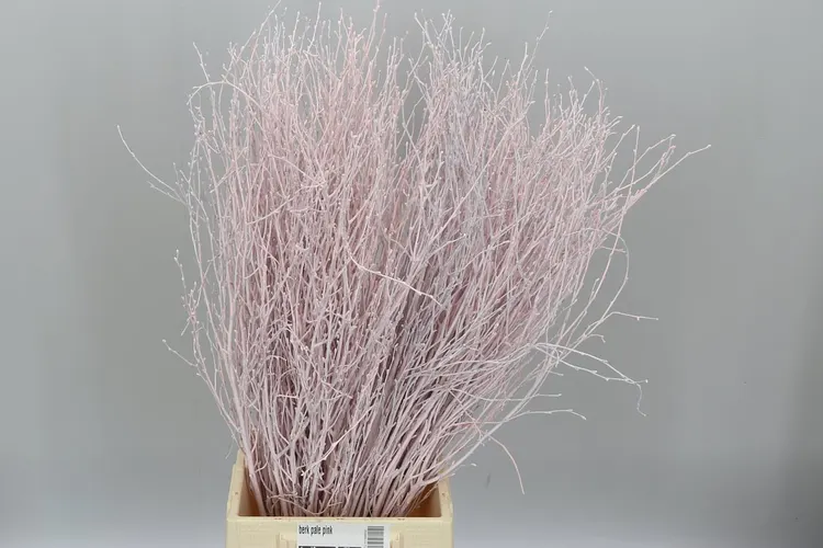 Breza Pale Pink 70 cm