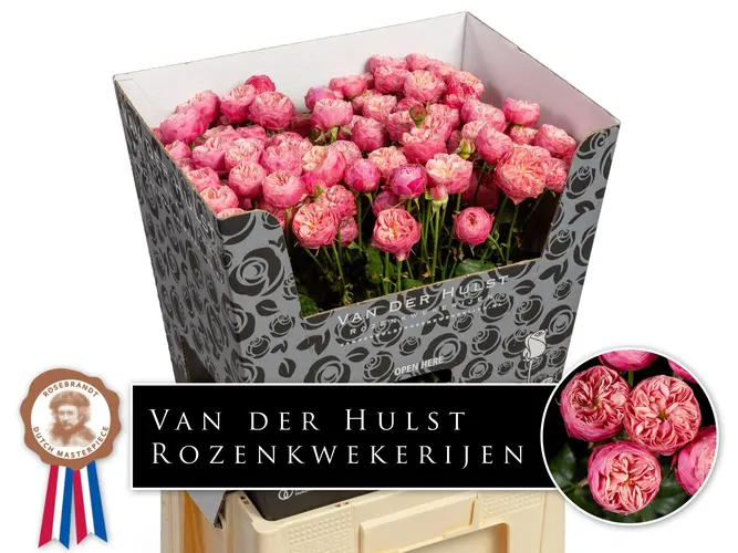 R Tr Royal Blush Joy 70 cm