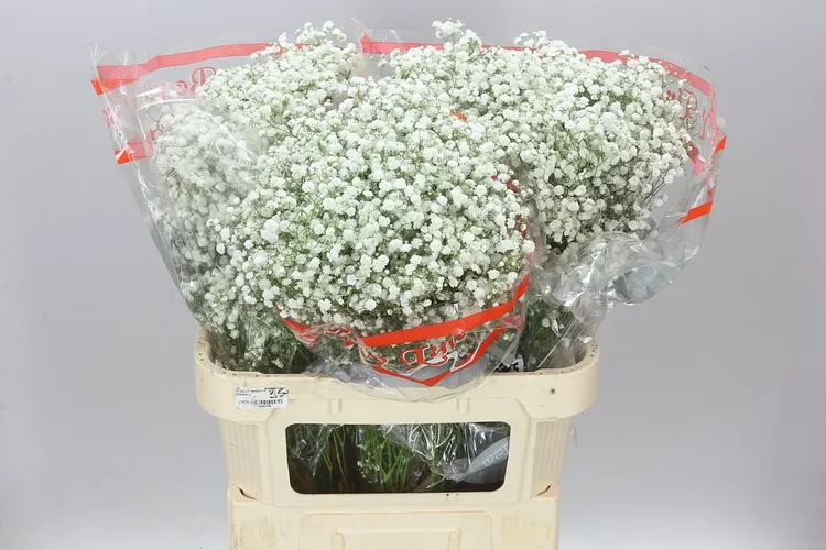 Gyps Xlence 80 cm