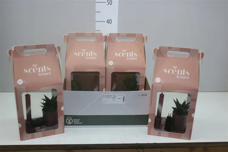 Arr Scents Gift Set 90757 črepník 18 cm