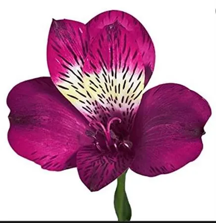 Alstro Morado Xl 75 cm