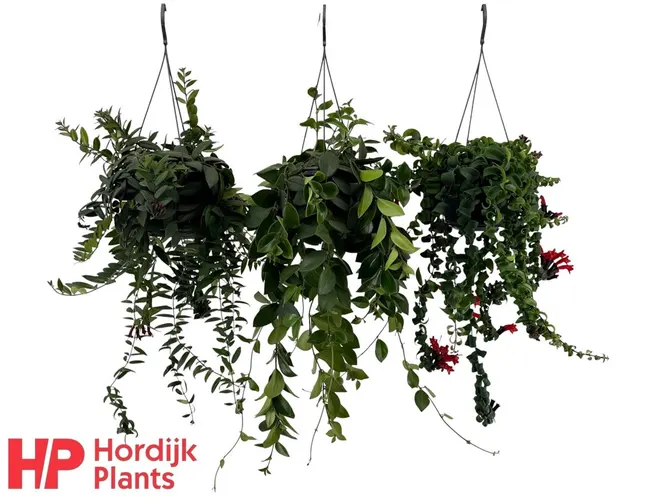 Aeschynanthus Gemengd Hang črepník 15 cm