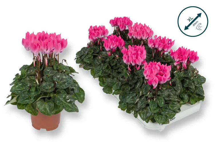 Cyclamen Kl Licht Roze črepník 10,5 cm