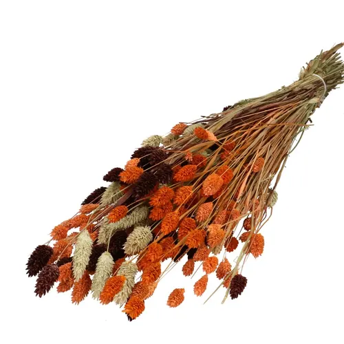 Sušený kvet Phalaris mix oranžová 65 cm