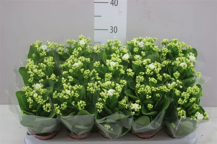 Kalanchoe Calandiva Wit črepník 9 cm