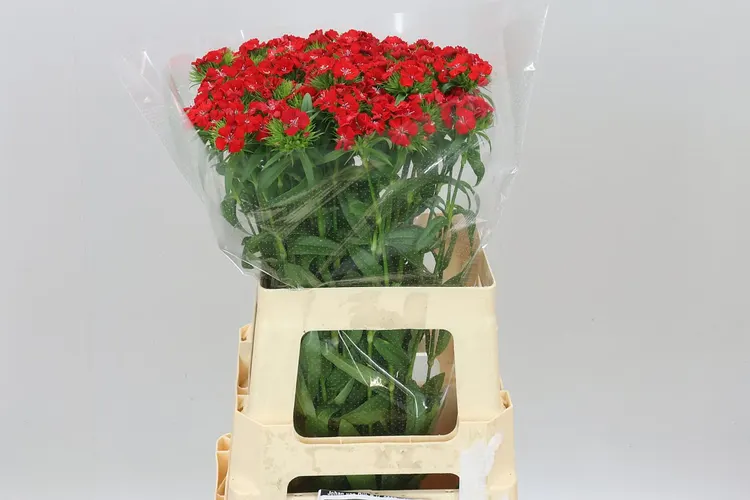 Di Barb Sweet Will Scarlet 60 cm