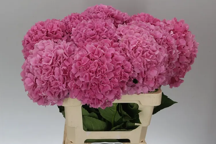 Hydrangea Salute 60 cm