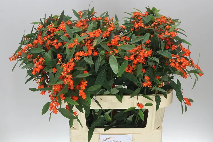 Euphorbia F T Queen Orange 80 cm