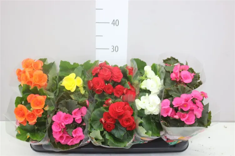 Begónia plnokvetá mix črepník 9 cm