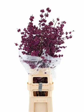 Callicarpa Pu Gian Ex 150 cm