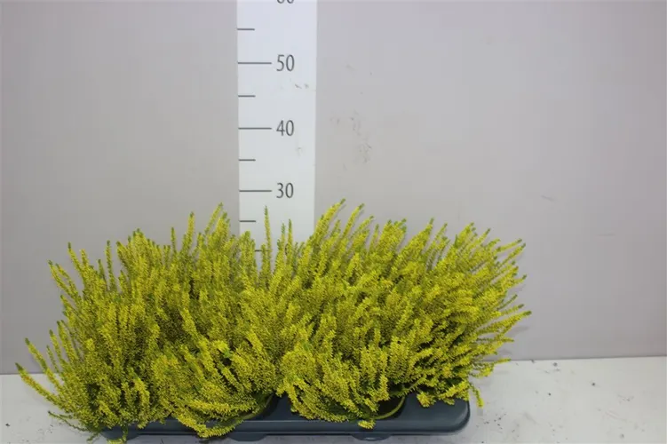 Calluna Geverfd Geel črepník 9,5 cm