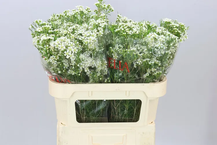 Chame Wax Ofir 70 cm