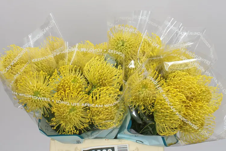 Leucospermum High Gold 40 cm