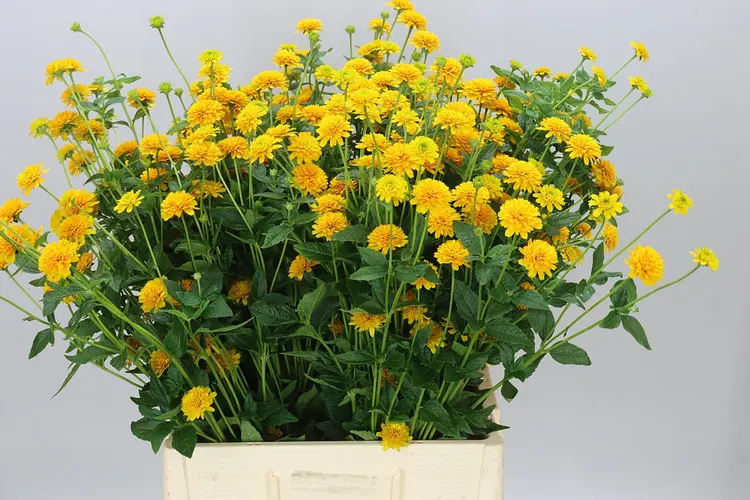 Heliopsis Helianthoides Asahi 70 cm