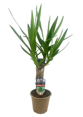 Juka Enkel Stam 2+ črepník 12 cm