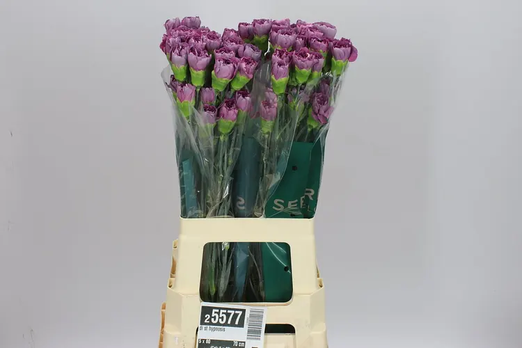 Di St Hypnosis 70 cm