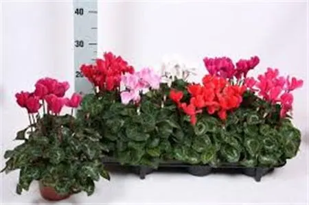 Cyclamen Super Allure Mix črepník 12 cm
