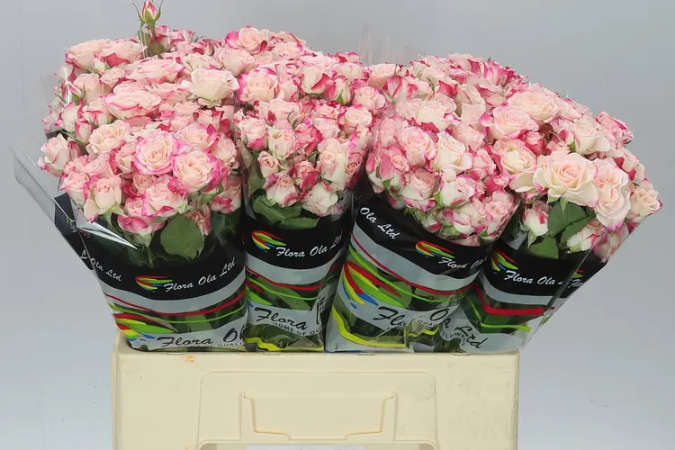 Rosa Tr Reflex 2/4 60 cm