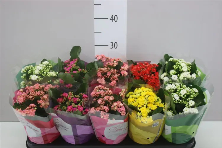 Kalanchoe Calandiva mix črepník 12 cm