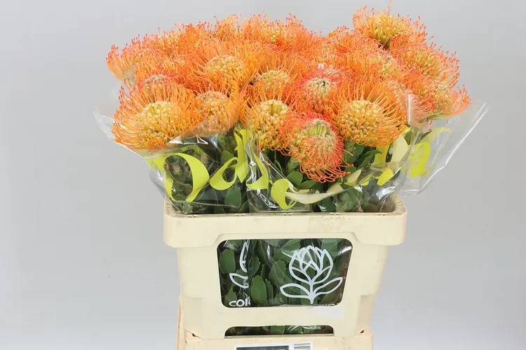 Leucospermum Queen Juliana 60 cm