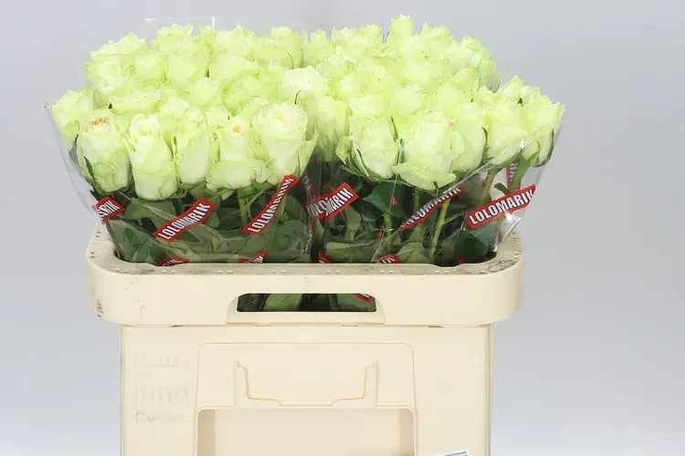 Rosa Gr Athena 60 cm