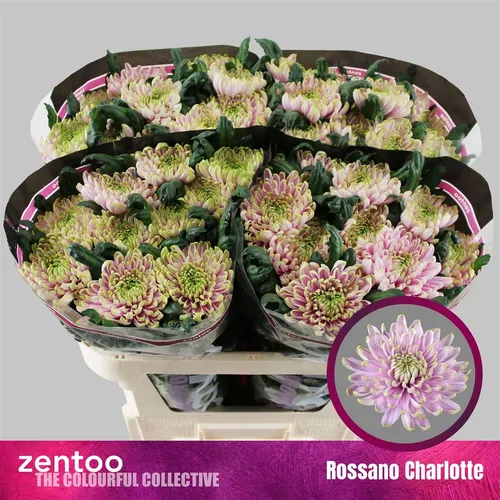 Chr G Rossano Charlotte 70 cm