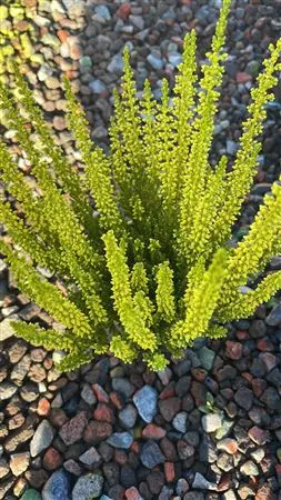 Calluna Geverfd Geel črepník 9,5 cm