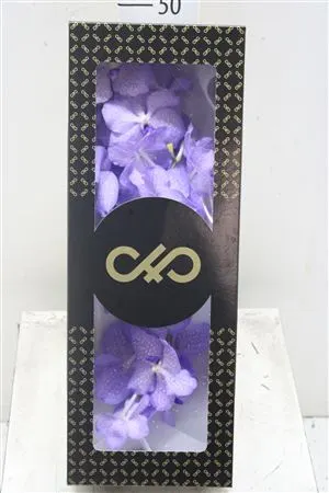 Vanda Kan Angelite 30 cm