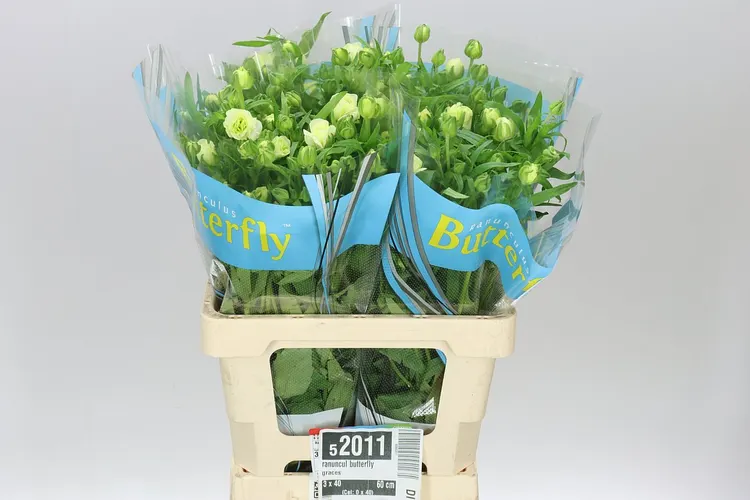 Ranuncul Butterfly Graces 60 cm