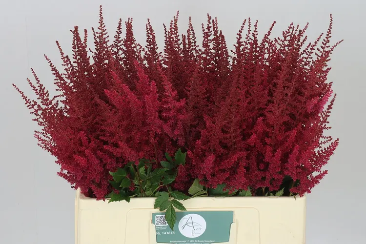 Astilbe Paul Gaarder 60 cm