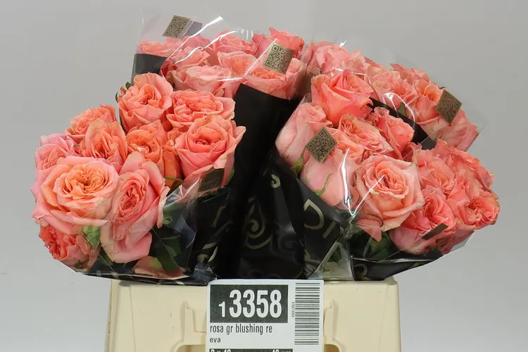 Ruža Blushing Reeva 40 cm