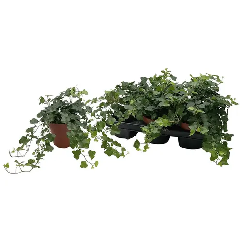Hedera He Wonder črepník 13 cm