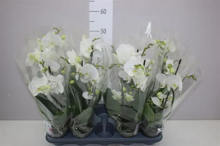 Orchidea Phalaenopsis Boho Love biela, 2 výhony črepník 12 cm