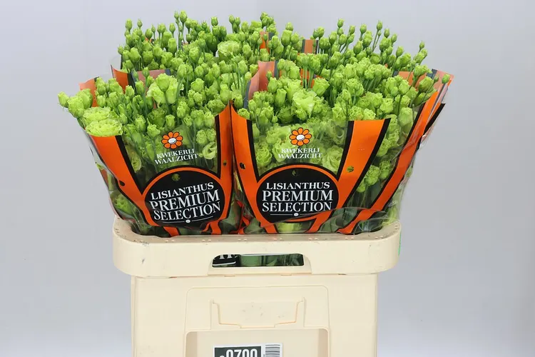 Eustóma plnokvetá Rosanne Bright Green Ex 70 cm