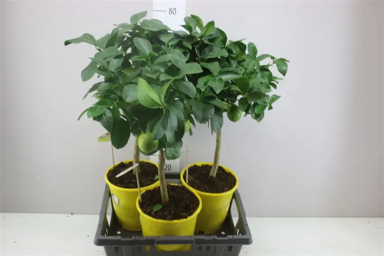 Citrus Limon na kmienku črepník 21 cm