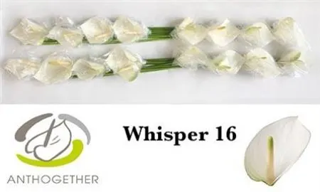 Anth Whisper