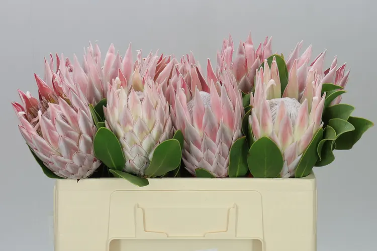 Protea Cynaroides 50 cm