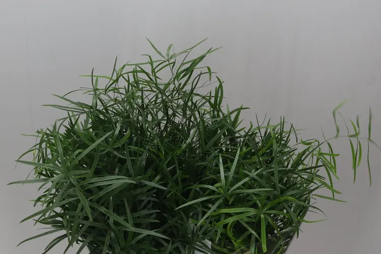 Asparagus Falcatus 40 cm