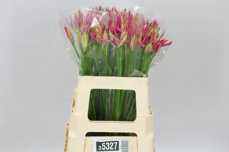 Nerine Bo Bas Van Roon 60 cm