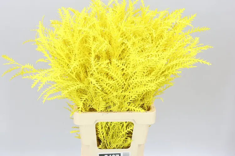 Ivanhoe Yellow 60 cm