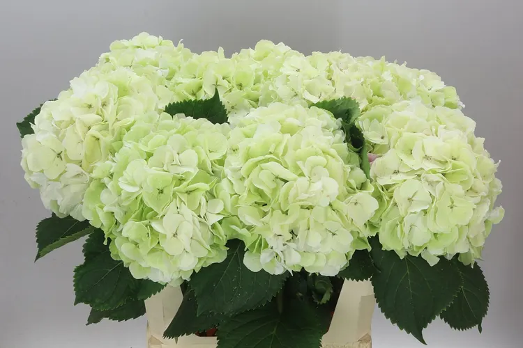 Hyd Verena Green Lime Classic 80 cm
